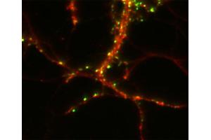 Immunostaining of a hippocampus neuron with anti-CASKIN 1 (dilution 1 : 2000; red) and fluorescence-labeled anti-synapsin (C3, dilution 1 : 500, green). (CASKIN1 antibody  (AA 1416-1430))
