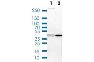 Western Blot (Cell lysate) analysis of (1) NIH-3T3 cell lysate (Mouse embryonic fibroblast cells) and (2) NBT-II cell lysate (Rat Wistar bladder tumour cells). (PRMT2 antibody)