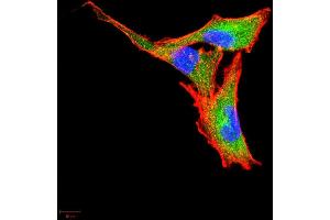 Immunofluorescence analysis of A549 cells using CSF3 mouse mAb (green). (G-CSF antibody  (AA 1-207))
