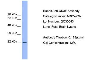 WB Suggested Anti-CD3E  Antibody Titration: 0. (CD3 epsilon antibody  (Middle Region))