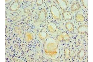 Immunohistochemistry of paraffin-embedded human kidney tissue using ABIN7156743 at dilution of 1:100