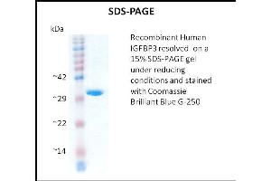 IGFBP3 Protein