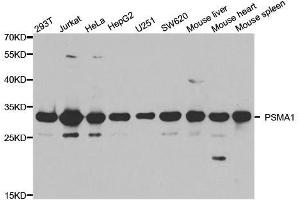 Western blot analysis of extracts of various cell lines, using PSMA1 antibody. (PSMA1 antibody  (AA 1-263))