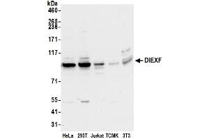 Western Blotting (WB) image for anti-Digestive Organ Expansion Factor Homolog (DIEXF) (AA 100-150) antibody (ABIN7450172)