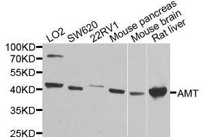 Western blot analysis of extracts of various cell lines, using AMT antibody (ABIN6003634) at 1/1000 dilution. (Aminomethyltransferase antibody)