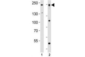 Western blot analysis of lysate from human K562 and mouse F9 cell line using Dnmt1 antibody at 1:1000.