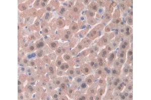 IHC-P analysis of Kidney tissue, with DAB staining. (TSC22D3 antibody  (AA 1-137))