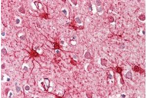 Image no. 2 for anti-Glutamate Dehydrogenase 1 (GLUD1) (AA 93-107) antibody (ABIN1496046) (GLUD1 antibody  (AA 93-107))