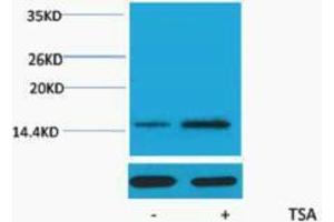 Western Blotting (WB) image for anti-Histone H2A (acLys15) antibody (ABIN3178824) (Histone H2A antibody  (acLys15))