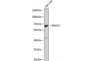 Western blot analysis of extracts of Rat liver using RHOT2 Polyclonal Antibody at dilution of 1:1000. (RHOT2 antibody)