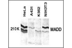 Western blot analysis of MADD in whole cell lysates from the indicated cell lines with MAAP30529PU-N at 1:250 dilution.