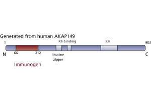 Image no. 3 for anti-A Kinase (PRKA) Anchor Protein 1 (AKAP1) (AA 66-212) antibody (ABIN968136) (AKAP1 antibody  (AA 66-212))