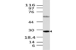 Image no. 1 for anti-Caspase 12 (Gene/pseudogene) (CASP12) (AA 100-321) antibody (ABIN5027075)