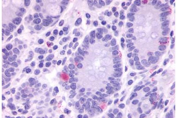 GPR148 antibody  (Cytoplasmic Domain)