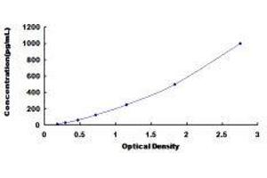 Cathepsin Z (CTSZ) ELISA Kit