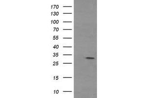 Image no. 1 for anti-Tryptase gamma 1 (TPSG1) (AA 20-283) antibody (ABIN1491160)