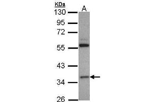 WB Image Sample (30 ug of whole cell lysate) A: H1299 10% SDS PAGE antibody diluted at 1:3000