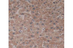 Used in DAB staining on fromalin fixed paraffin- embedded liver tissue (CYP26B1 antibody  (AA 1-512))