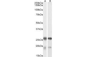ABIN571099 (0. (Tppp antibody  (Internal Region))