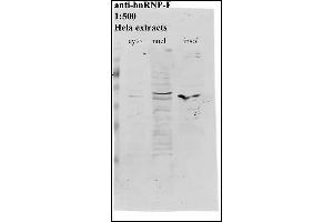 Western Blotting (WB) image for anti-Heterogeneous Nuclear Ribonucleoprotein F (HNRNPF) antibody (ABIN108582) (HNRNPF antibody)