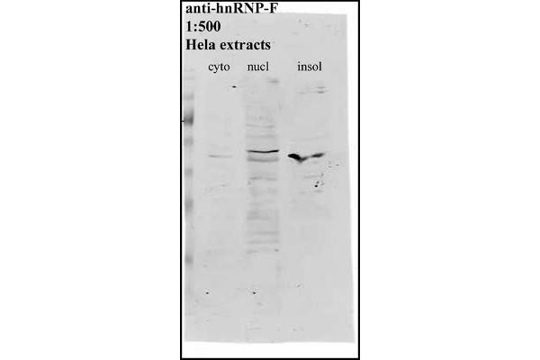 HNRNPF anticorps