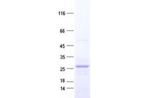 Validation with Western Blot (Relaxin 2 Protein (RLN2) (His tag))