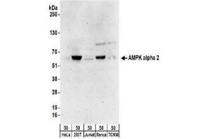 Immunoblotting: use at 0. (PRKAA2 antibody)