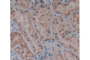Used in DAB staining on fromalin fixed paraffin- embedded kidney tissue (IVD antibody  (AA 1-235))