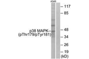 Western blot analysis of extracts from A549 cells treated with etoposide 25uM 24hours, using p38 MAPK (Phospho-Thr179+Tyr181) Antibody. (MAPK14 antibody  (pThr179))