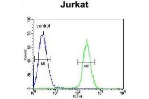 RNF8 Antibody flow cytometric analysis of Jurkat cells (right histogram) compared to a negative control cell (left histogram). (RNF8 antibody)