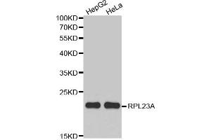 Western Blotting (WB) image for anti-Ribosomal Protein L23A (RPL23A) antibody (ABIN1874646) (RPL23A antibody)