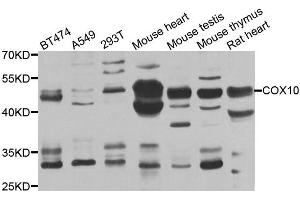 Western blot analysis of extracts of various cell lines, using COX10 antibody. (COX10 antibody)