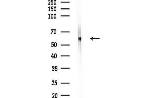anti-Solute Carrier Family 30 (Zinc Transporter), Member 1 (SLC30A1) (Internal Region) antibody