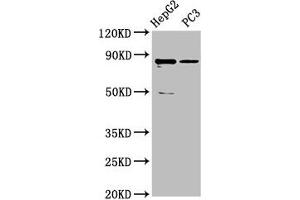 Western Blot Positive WB detected in: HepG2 whole cell lysate, PC-3 whole cell lysate All lanes: CCDC170 antibody at 5 μg/mL Secondary Goat polyclonal to rabbit IgG at 1/50000 dilution Predicted band size: 83 kDa Observed band size: 83 kDa (CCDC17 antibody  (AA 574-651))