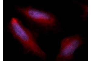 Immunofluorescence (IF) image for anti-Heparin-Binding EGF-Like Growth Factor (HBEGF) (AA 63-148) antibody (APC) (ABIN5567174) (HBEGF antibody  (AA 63-148) (APC))