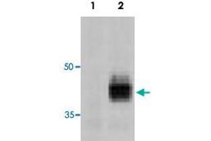 Detection of Fasl in 293T cells transfected with a Fasl expression plasmid (Lane 2). (FASL antibody  (AA 196-220))