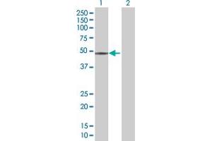Western Blot analysis of SIGLEC9 expression in transfected 293T cell line by SIGLEC9 MaxPab polyclonal antibody.
