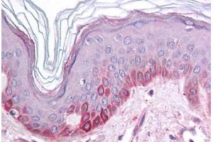 Human Skin (formalin-fixed, paraffin-embedded) stained with KCNK13 antibody ABIN214785 at 5 ug/ml followed by biotinylated goat anti-rabbit IgG secondary antibody ABIN481713, alkaline phosphatase-streptavidin and chromogen. (KCNK13 antibody  (C-Term))