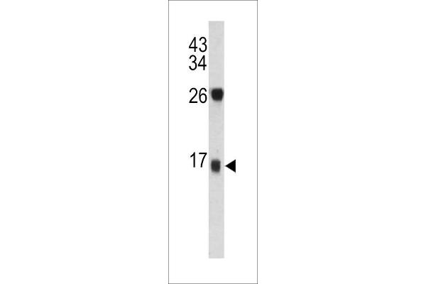 Dermcidin antibody  (C-Term)
