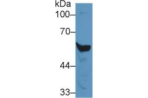 Rabbit Capture antibody from the kit in WB with Positive Control: Mouse liver lysate. (CYP2E1 ELISA Kit)