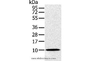Western blot analysis of Raw264. (NDUFA2 antibody)