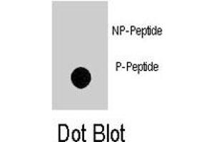 Dot blot analysis of NOMO1 (phospho S1205) polyclonal antibody  on nitrocellulose membrane. (NOMO1 antibody  (pSer1205))