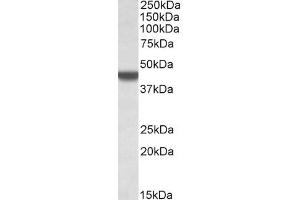 APOBEC3D Antikörper  (AA 61-74)
