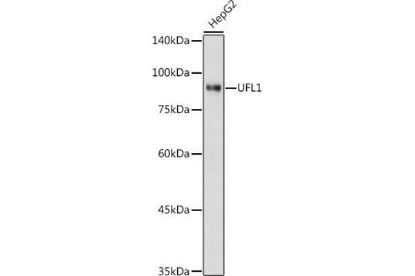 UFL1 抗体