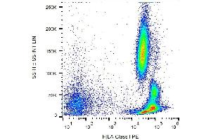 Surface staining of human peripheral blood with anti-HLA-class I (MEM-147) PE. (MICA antibody  (PE))