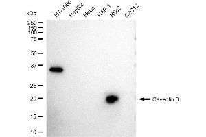 Western blotting analysis using Caveolin 3 antibody (ABIN7797947). (Recombinant Caveolin 3 antibody)