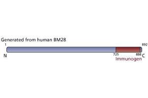Image no. 3 for anti-Minichromosome Maintenance Complex Component 2 (MCM2) (AA 725-888) antibody (ABIN968122) (MCM2 antibody  (AA 725-888))