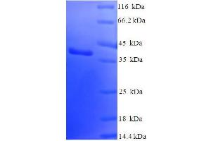 SDS-PAGE (SDS) image for SUMO/sentrin Specific Peptidase Family Member 8 (SENP8) (AA 1-212), (full length) protein (His-SUMO Tag) (ABIN4975681)