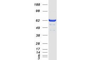 Validation with Western Blot (GCKR Protein (Myc-DYKDDDDK Tag))