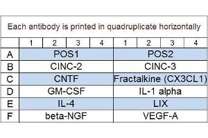 Image no. 1 for Rat Cytokine Array Q1 (ABIN625800) (Rat Cytokine Array Q1)